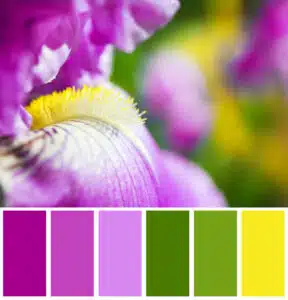 colour wheel